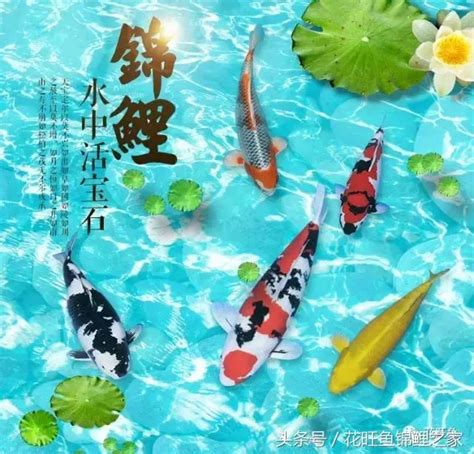 養魚數目|養對魚數：財運滾滾來